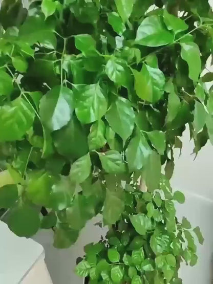 (신품) 비상용 미니 우산 / 양산